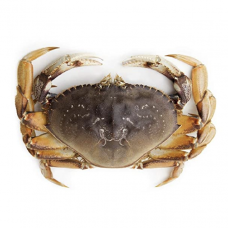 Dungeness Crab - L （about1.5-2lb）